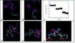 Peptides@mica: from affinity to adhesion mechanism