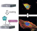 Multifunctional Coating Improves Cell Adhesion on Titanium by using Cooperatively Acting Peptides