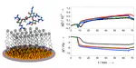 Effects of guanidino modified aminoglycosides on mammalian membranes studied using a quartz crystal microbalance