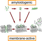 Amyloid aggregation and membrane activity of the antimicrobial peptide uperin 3.5