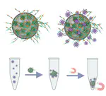 Hybrid Materials From Peptide Nanofibrils and Magnetic Beads to Concentrate and Isolate Virus Particles