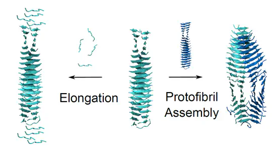 Mechanisms of Peptide Self-Assembly