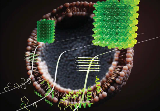 Biomolecular Interactions at Interfaces